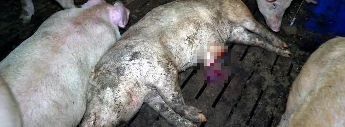 Dead pig in a Cranswick farm